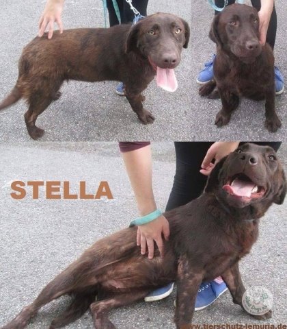 Stella für RL.jpg